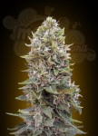 00 SEEDS BANK - Auto Cheese Berry