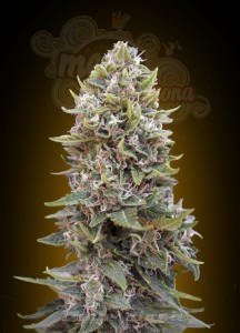 00 SEEDS BANK - Auto Cheese Berry