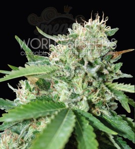 WORLD OF SEEDS - Brazil Amazonia