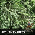 POSITRONICS - Afghan Express