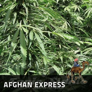 POSITRONICS - Afghan Express