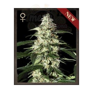 STRAIN HUNTERS  - Skunk Auto