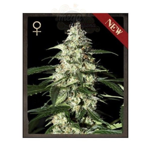 STRAIN HUNTERS  - Skunk Auto