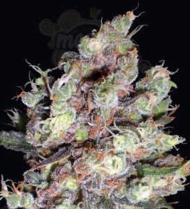 DELICOUS SEEDS - Cotton Candy