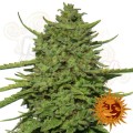 BARNEY’S FARM - Amnesia Lemon