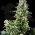 AMARANTA SEEDS - White Widow