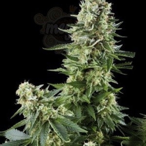 AMARANTA SEEDS - White Widow