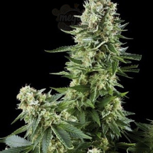 AMARANTA SEEDS - White Widow