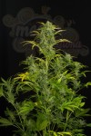 DINAFEM - Blue Amnesia XXL Auto