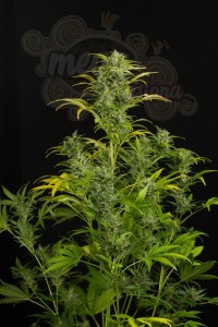DINAFEM - Blue Amnesia XXL Auto