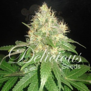 DELICOUS SEEDS - Northern Light Blue Auto