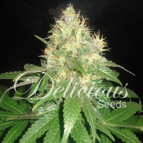 DELICOUS SEEDS - Northern Light Blue Auto