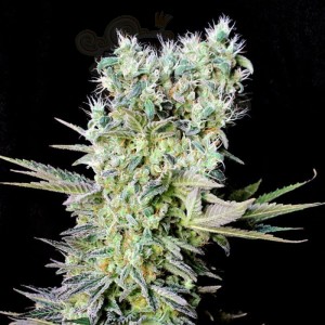 GENEHTIK - Northern Lights X