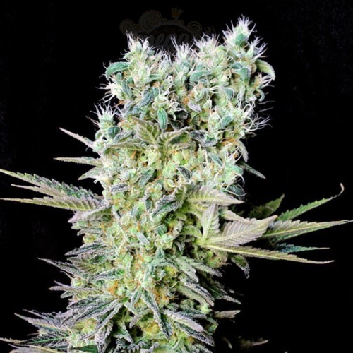 GENEHTIK - Northern Lights X