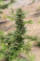 DINAFEM - Diesel