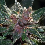 CANNABIOGEN - Pakistan Chitral Kush