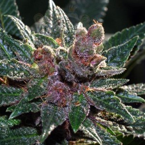 CANNABIOGEN - Pakistan Chitral Kush