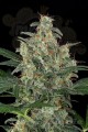 DINAFEM - Cheese Autoflowering
