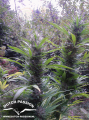DUTCH PASSION - Passion #1® 