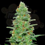 SAMSARA - Crazy Miss Hyde Auto
