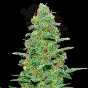 SAMSARA - Crazy Miss Hyde Auto