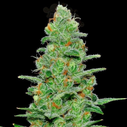 SAMSARA - Crazy Miss Hyde Auto