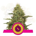 ROYAL QUEEN SEEDS - Northern Light