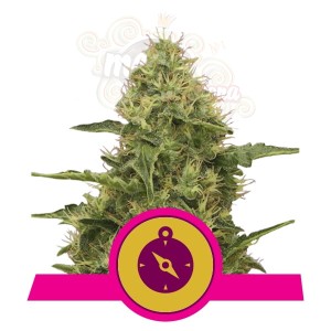ROYAL QUEEN SEEDS - Northern Light