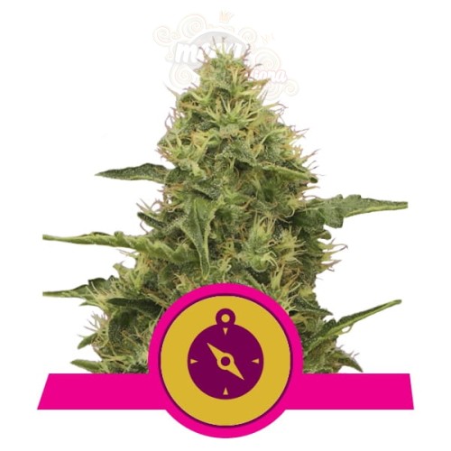 ROYAL QUEEN SEEDS - Northern Light