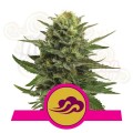 ROYAL QUEEN SEEDS - Blue Mystic®