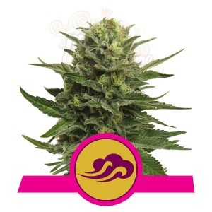 ROYAL QUEEN SEEDS - Blue Mystic®