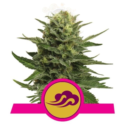 ROYAL QUEEN SEEDS - Blue Mystic®