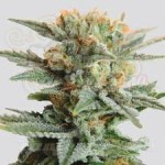 NIRVANA - Blueberry Kush Auto
