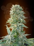 ADVANCED SEEDS - Auto Jack Herer