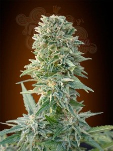 ADVANCED SEEDS - Auto Jack Herer