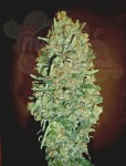 00 SEEDS BANK - Auto Chocolate Skunk
