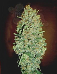 00 SEEDS BANK - Auto Chocolate Skunk