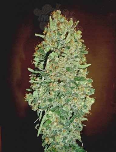 00 SEEDS BANK - Auto Chocolate Skunk