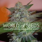 WORLD OF SEEDS - Yumbolt 47