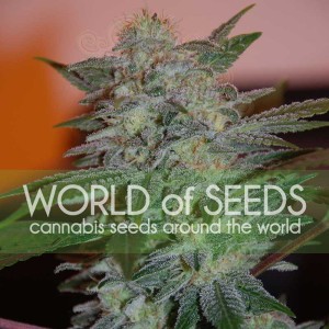 WORLD OF SEEDS - Yumbolt 47