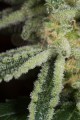 DINAFEM - Amnesia CBD