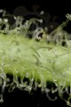 DINAFEM - White Widow Autoflowering
