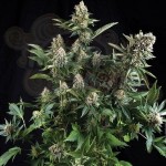White Widow Auto