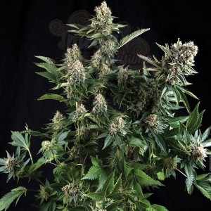 White Widow Auto