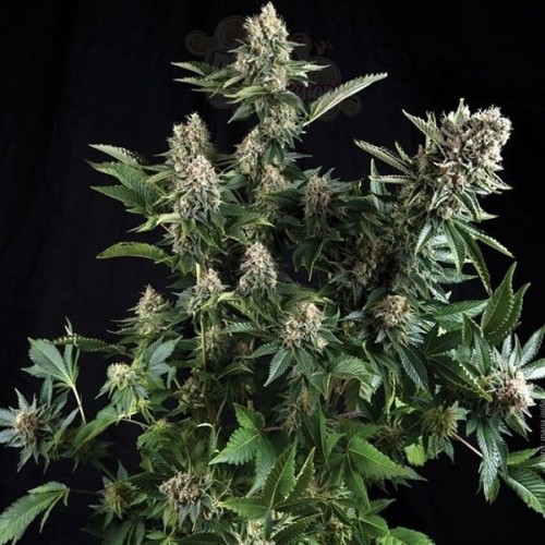 White Widow Auto