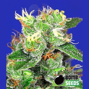 BOMB SEEDS - Medi Bomb 2
