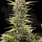 AMARANTA SEEDS - K.O. Haze