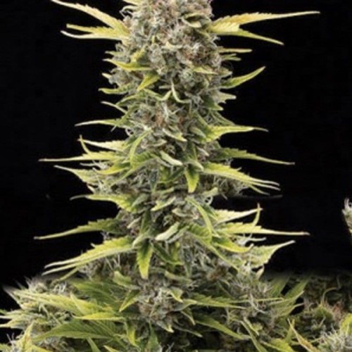AMARANTA SEEDS - K.O. Haze