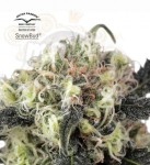 DUTCH PASSION - Snow Bud