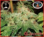 BIG BUDDHA SEEDS - G-Bomb